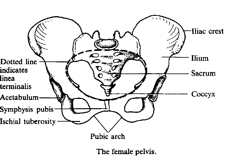 Pelvis