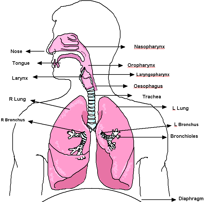 a respiratory system