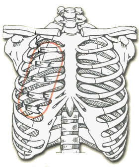 Ribs Lungs