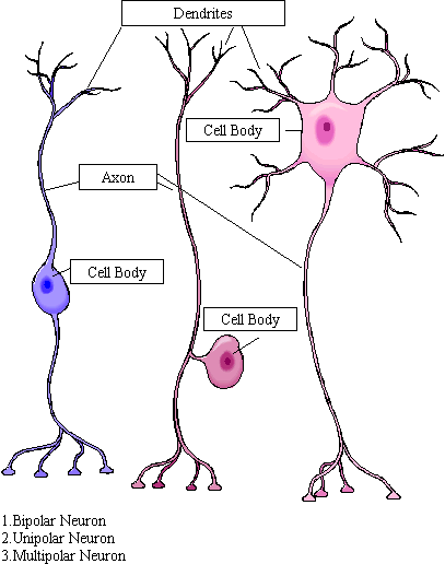 Bipolar Neuron
